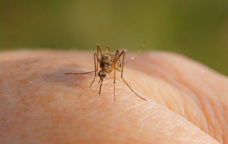 Mosquito-Proof Your Salem Yard: A Step-by-Step Guide