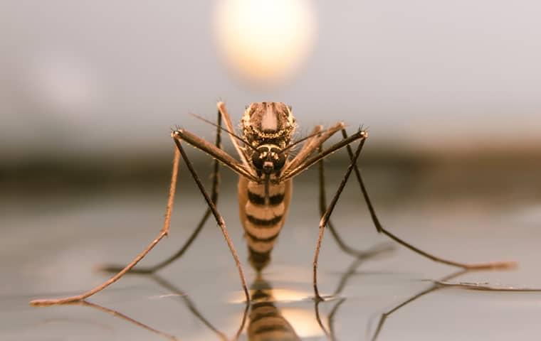 Keeping Dangerous Mosquitoes At Bay Around Your Portland Home