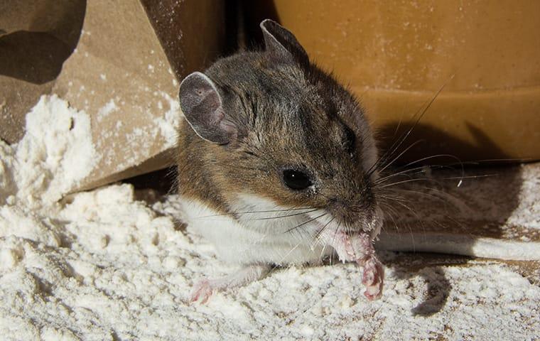 How To Prevent Mice From Taking Over Your Oregon Home