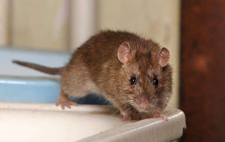 How To Get Rid Of Rats In Your Salem House