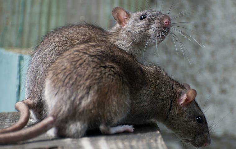 The Key Differences Between Mice & Rats In Portland