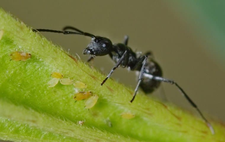 Winning The Battle Against Ants In Albany: Expert Advice On Effective Control