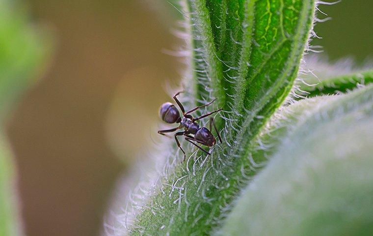 How To Keep The Ants Of Albany Out Of Your Home