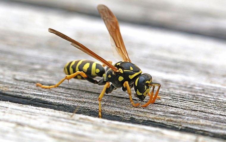 What's Attracting Wasps To My Albany Yard?