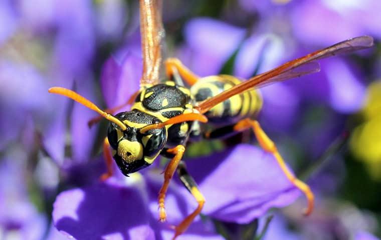 What Can I Do About Stinging Insects Around My Portland Home