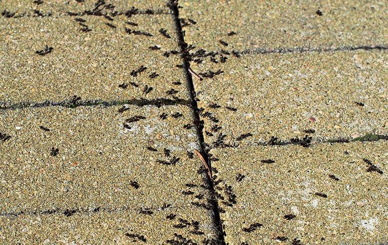 What Experts Have To Say About Ant Prevention In Salem