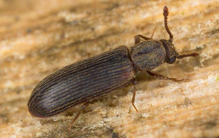 How To Identify And Get Rid Of Wood-Boring Beetles In Your Albany Home