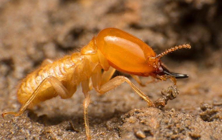 How To Tell If Your Portland Property Has A Termite Problem