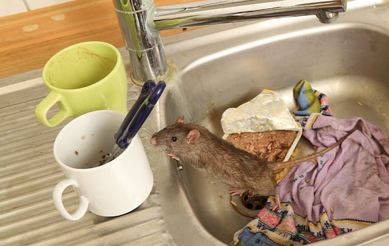 Exposing The Dangers Of DIY Rodent Extermination: Expert Insights In Portland