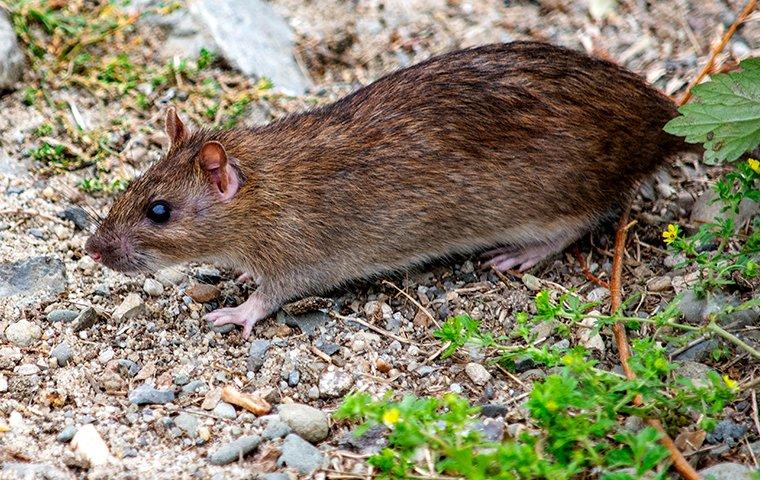 Portland Homeowners’ Complete Guide to Effective Rodent Exclusion