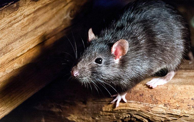 The Most Effective Rodent Control Solution For Your Portland Property