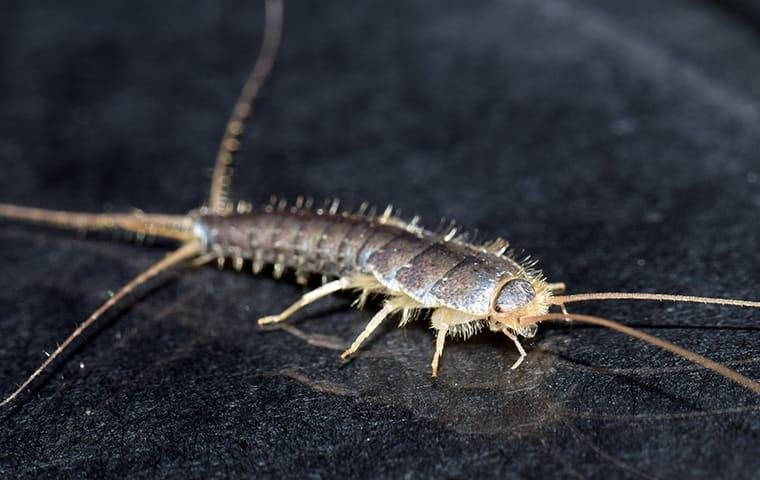 Stop Silverfish In Their Tracks: Top Techniques For Control For Salem Homes