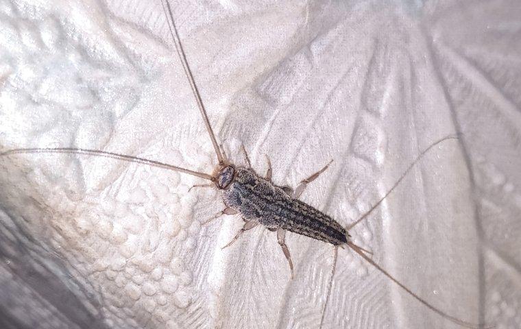 How To Get Rid Of Silverfish In Your Salem Home