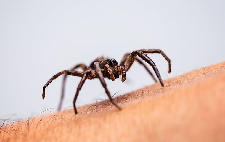 Effective Methods To Get Rid Of Unwanted Spiders In Salem