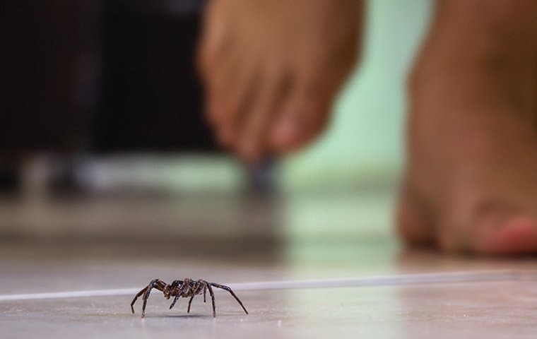 What To Do If You Find Spiders In Your Salem Home