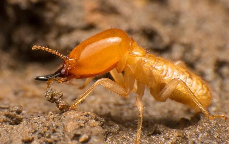 What Are Subterranean Termites and How Do I Prevent Them In Portland, OR