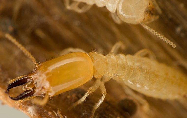 The Best Way To Protect Your Salem Home From Termites