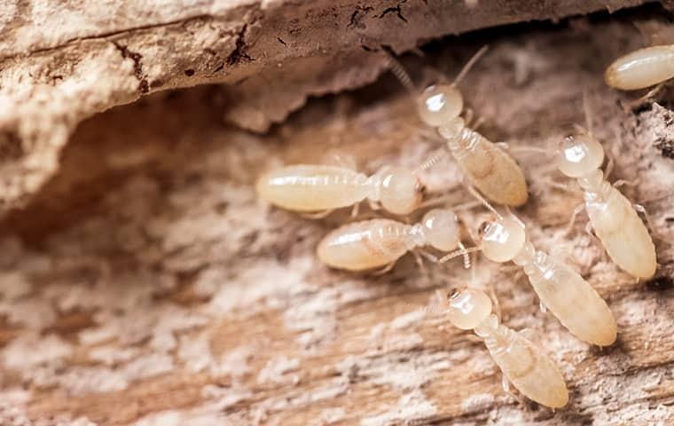 Warning Signs Of Subterranean Termite Infestation In Salem