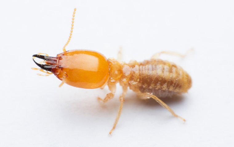 Easy & Effective Ways To Protect Your Portland Home From Termites