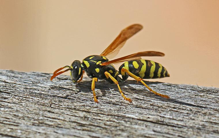 The Secret To Keeping Wasps Away From Your Albany Yard