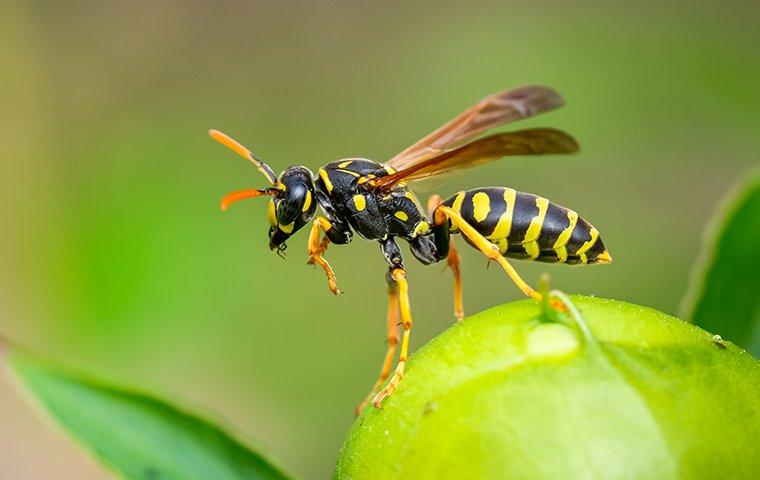 How To Prevent Wasps Around Your Portland Yard