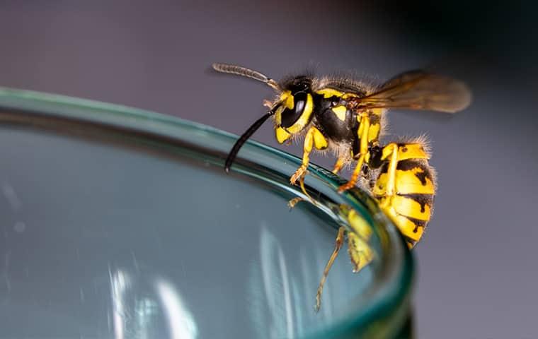 What Portland Property Owners Ought To Know About Yellowjackets