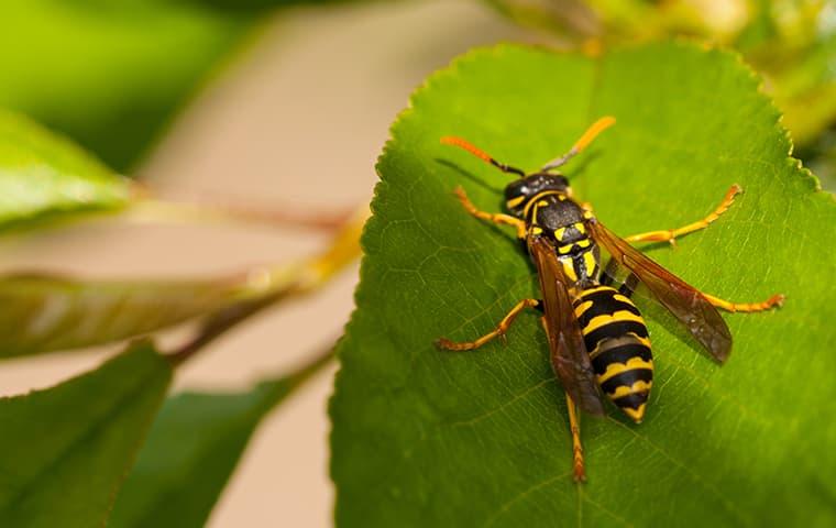 A Useful Guide To Effective Wasp Prevention And Control For Portland Properties