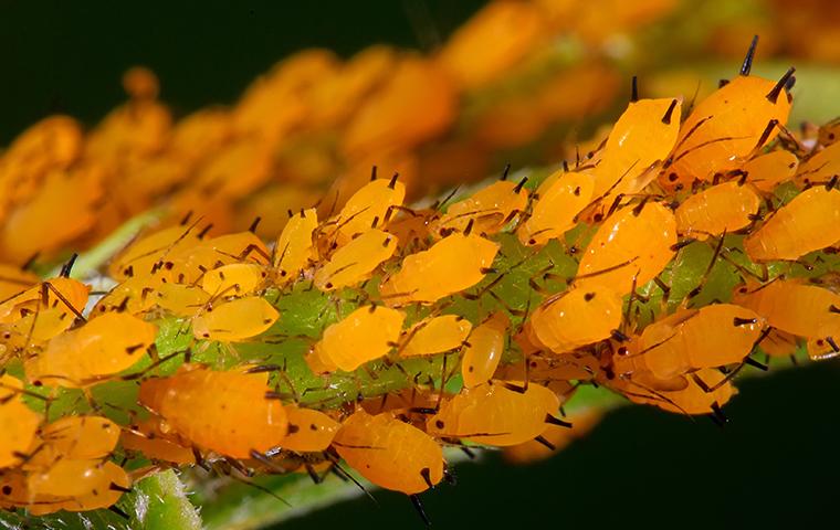 Portland Homeowners' Guide To Aphid Identification And Control