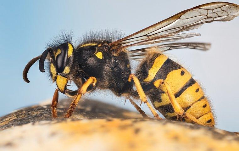 Portland's Ultimate Yellow Jacket Control Guide