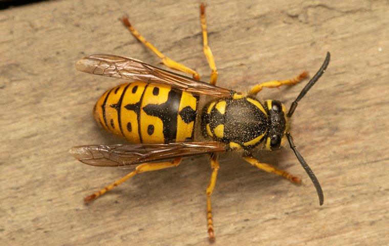 How Dangerous Is It To Have Yellow Jackets Around My Salem Home?