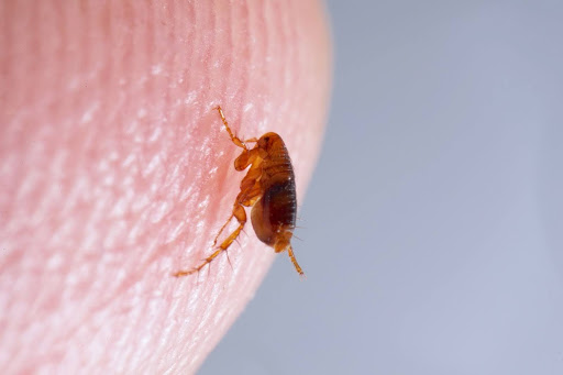 Small flea stuck to the bottom of someone's finger tip