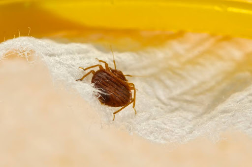 Small, flat bed bug crawling through a matress topper