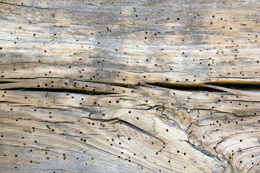 Wood-boring beetle damage to wood