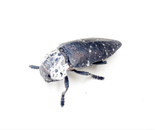 Black and white wood boring beetle