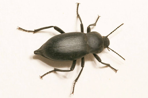 brown wood-boring beetle