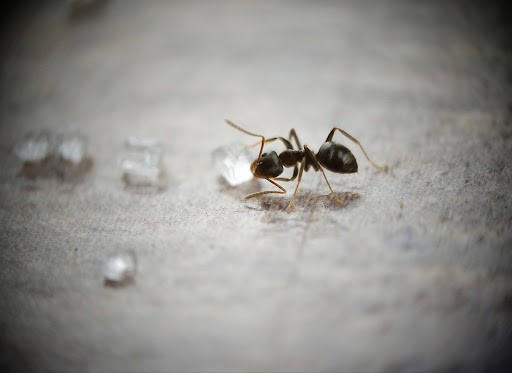 Ant eating small granuals of sugar