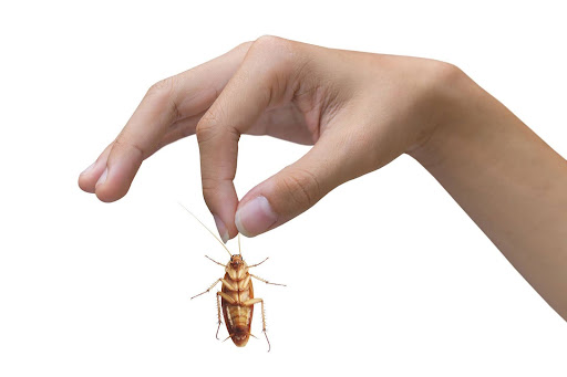 Person holding an American cockorach by it's antenea 