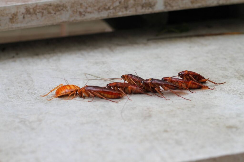 What Causes Cockroaches