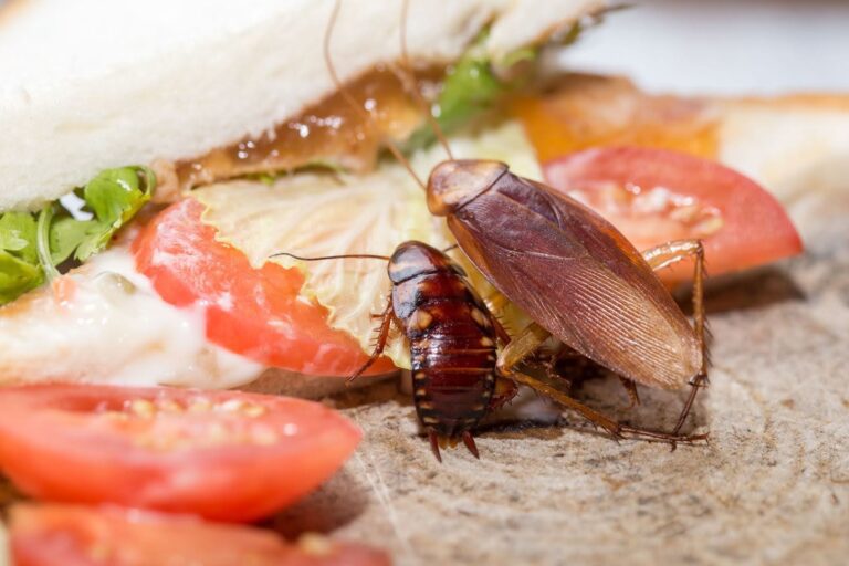 Close-up image of two cockroaches crawling on a partially eaten sandwich with visible tomato slices, lettuce, and mayonnaise. The sandwich is resting on a surface with crumbs and scattered tomato pieces, emphasizing unsanitary conditions.