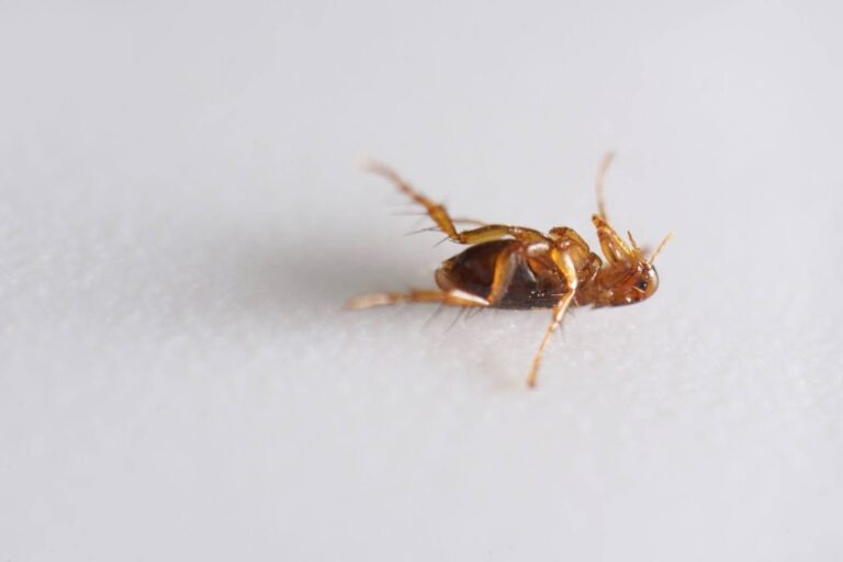 Dead cockroach lying on its back on a white surface, legs curled upward.