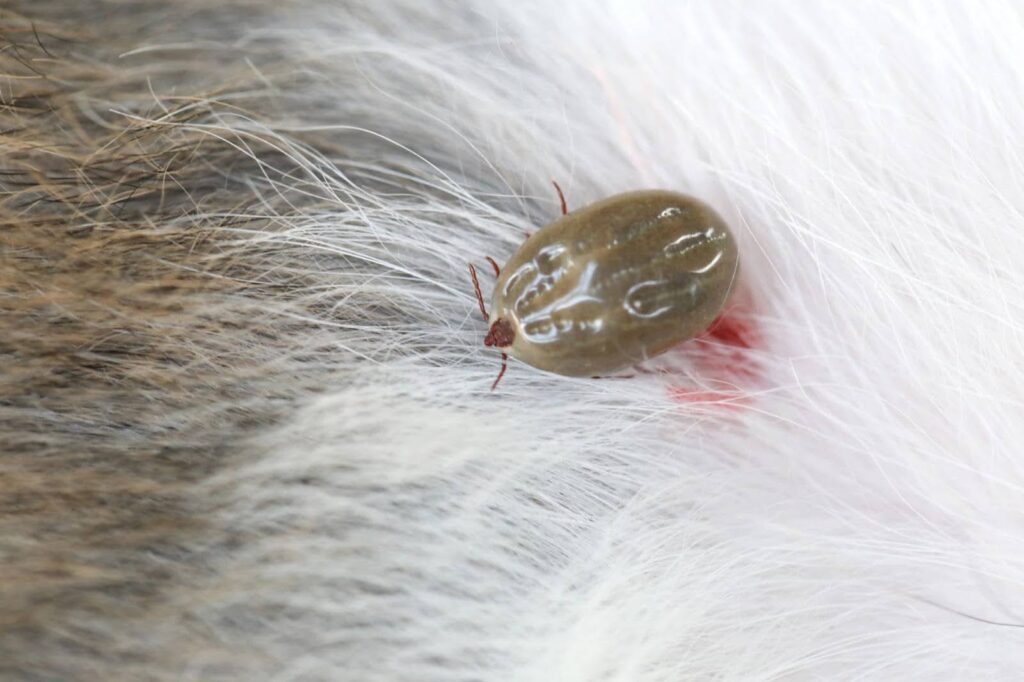 are ticks attracted to certain blood types