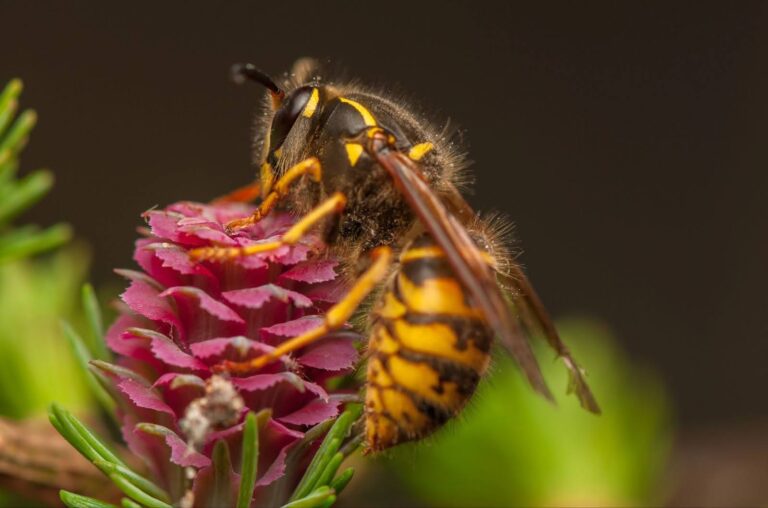 Close-up of a wasp feeding on a vibrant pink flower.