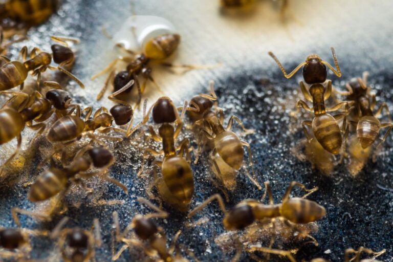 Grease Ants vs. Sugar Ants: Why You Need to Be Able to Spot the Difference