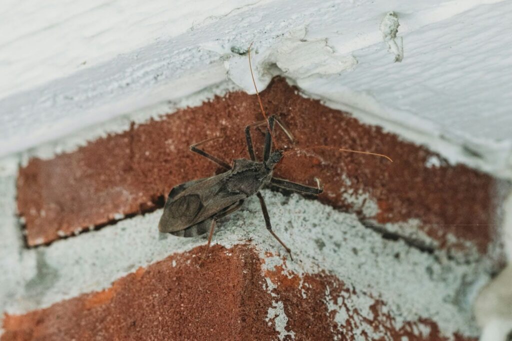 Why You Should Invest in Pest Management in Portland, OR