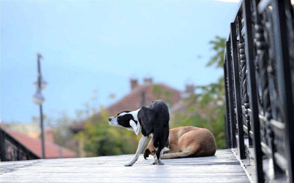 What's the Best Natural Flea Treatment for Dogs?