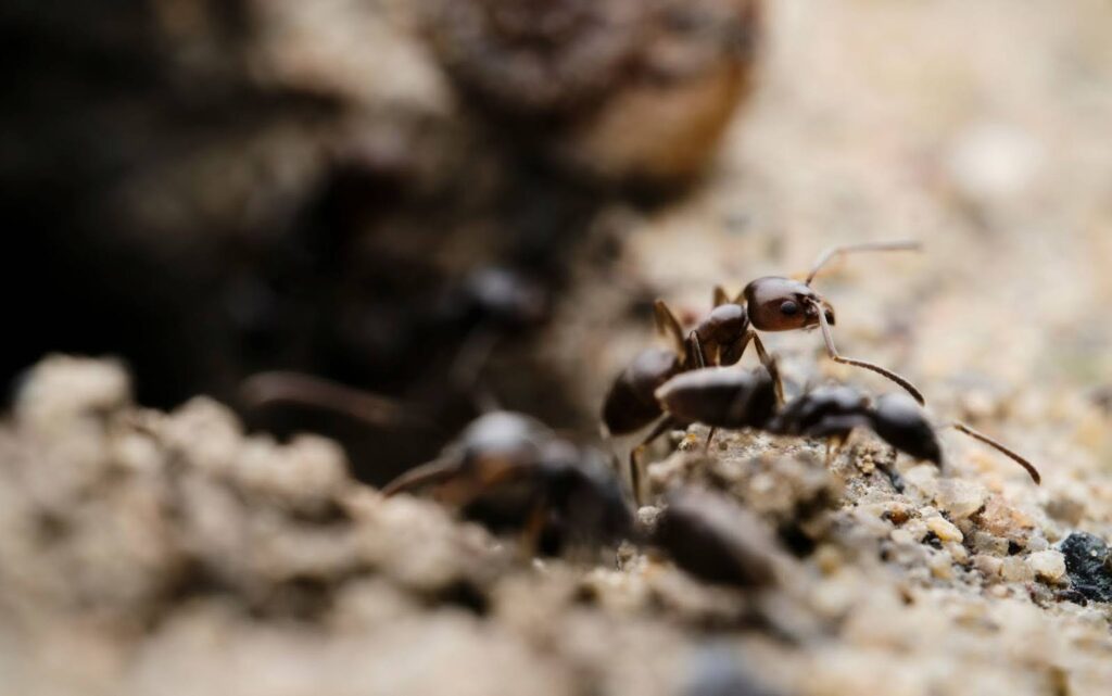 Does Vinegar Kill Ants?
